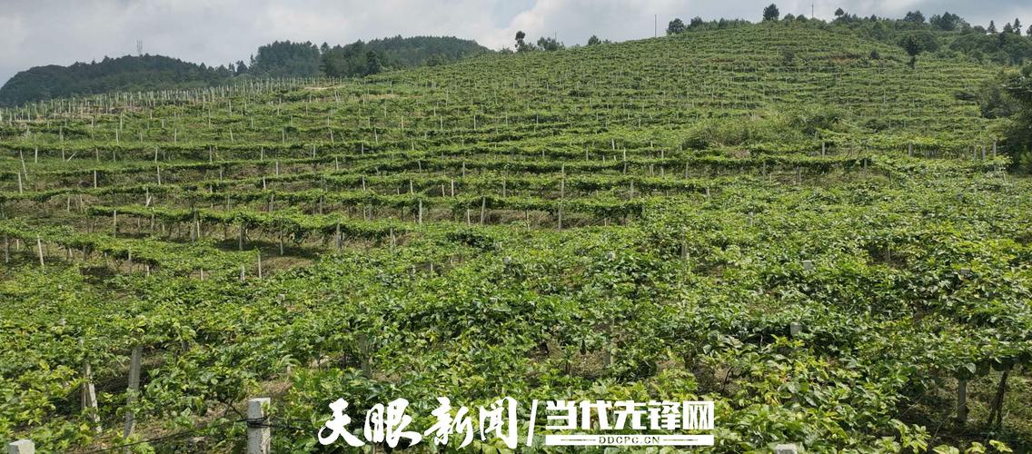 来安县舜山镇：为产业发展安装“保险锁”-24H(贫困户理赔山镇全国种植业) 汽修知识