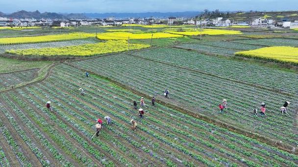 在希望的田野上(新华社记者田野下图希望上图) 汽修知识