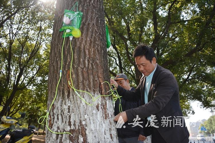 镇江市区22条道路栾树将集体打吊针(蚜虫栾树树木防治绿化) 汽修知识