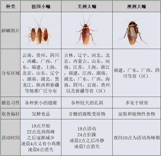 家里为什么有蟑螂 学类资讯