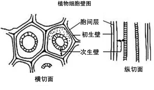 高等植物细胞壁的主要成分 学类资讯