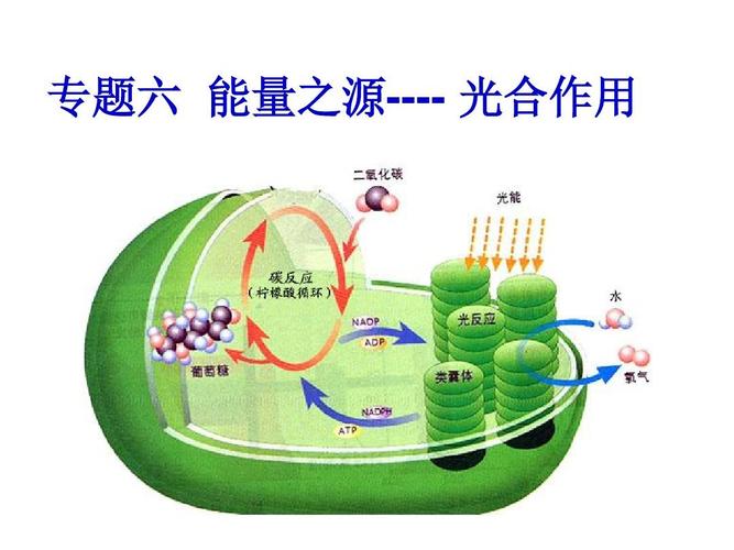 光合作用的能量主要来自 学类资讯