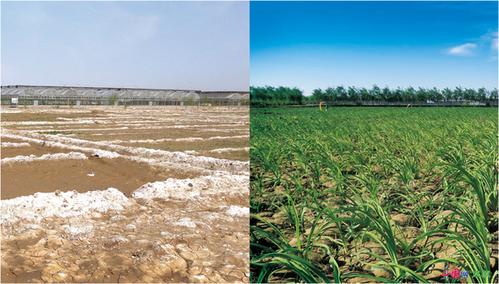 润涛兴业集团生态治理荒漠土壤修复盐碱地改良农业及中草药种植(治理土壤修复沙漠盐碱地) 汽修知识