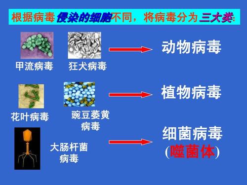 为什么说病毒不属于生物 学类资讯