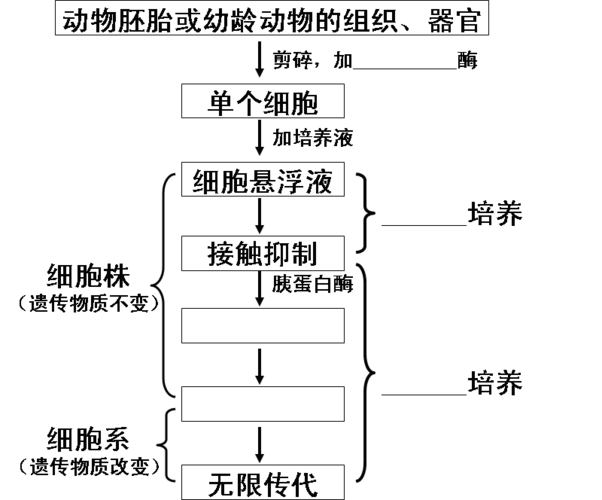 动物细胞培养的原理 学类资讯