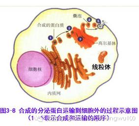 分泌蛋白在哪里合成 学类资讯