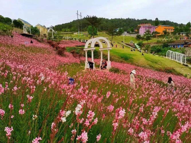 「花开广元」广元各地花海齐绽放 暖风拂面春意浓(花海赏花花开绽放拂面) 汽修知识