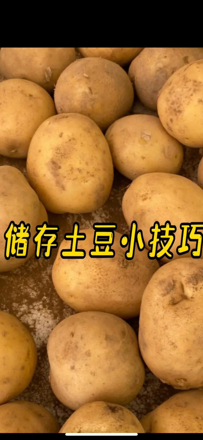 新土豆如何保存方法 学类资讯