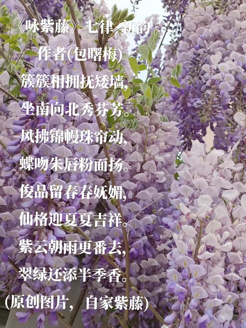 明清的诗：咏花组诗（ 十二首）(明清的诗二首就像紫丁香) 汽修知识