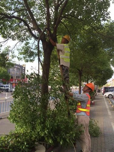 福州城区多条道路行道树“理发” 三问为你释疑解惑(修剪行道树树木树冠作业) 汽修知识