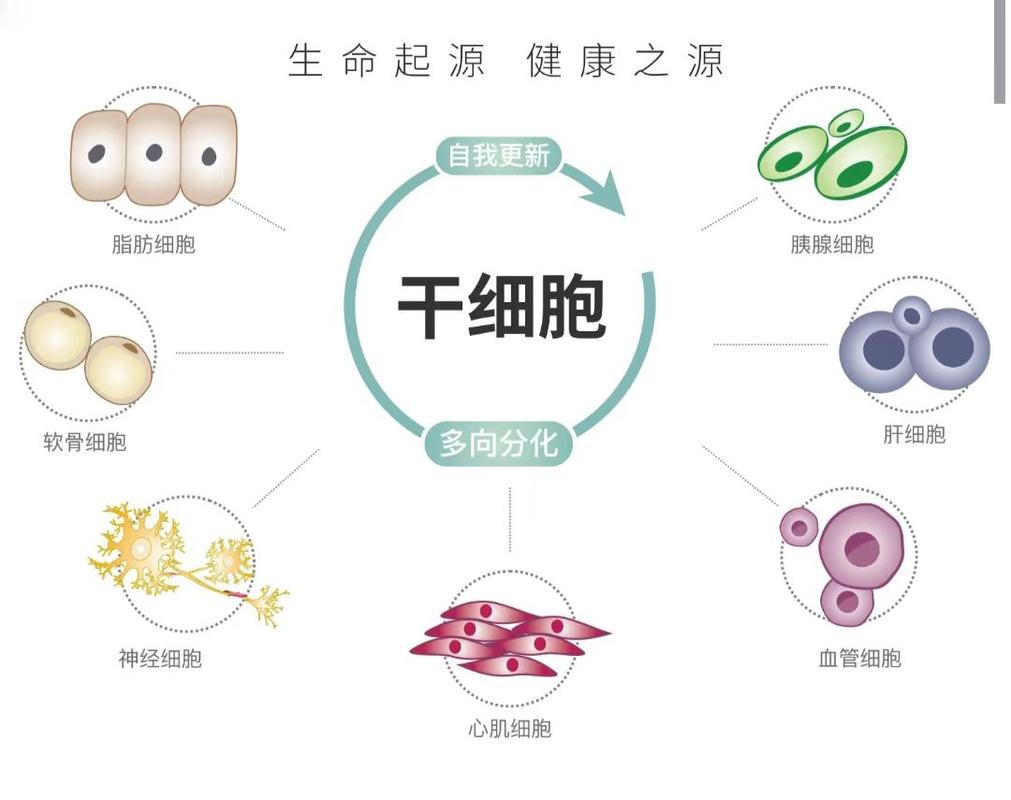 干细胞是指的什么细胞 学类资讯