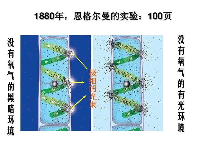 恩格尔曼的实验结论是什么 学类资讯