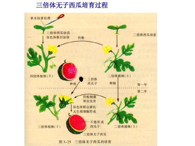 三倍体无籽西瓜的培育过程是怎样的 学类资讯