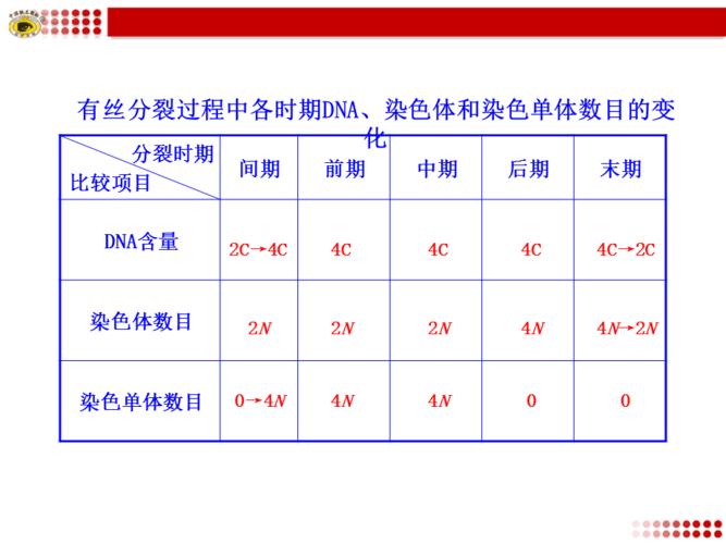 染色单体形成于什么时期 学类资讯