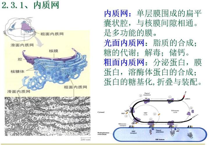 内质网的功能及作用有哪些 学类资讯