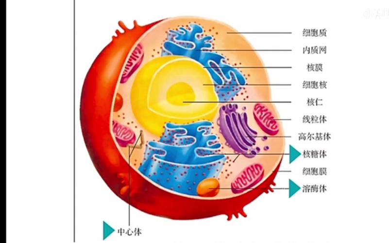 中心体存在于什么细胞 学类资讯