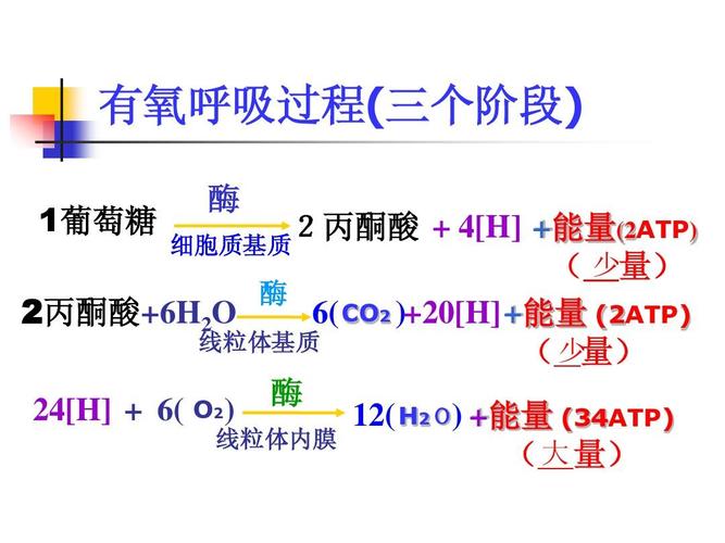 呼吸作用的意义及实质是什么 学类资讯