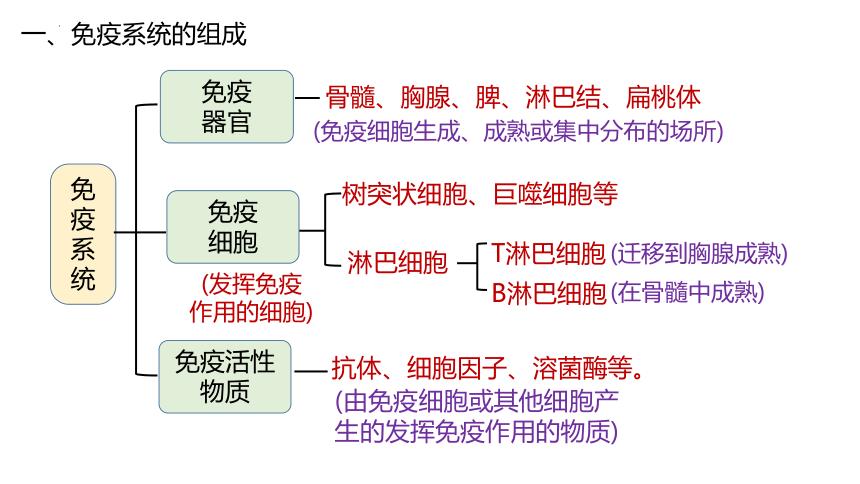 免疫系统由什么组成 学类资讯