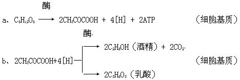 无氧呼吸各个阶段的反应式是什么 学类资讯