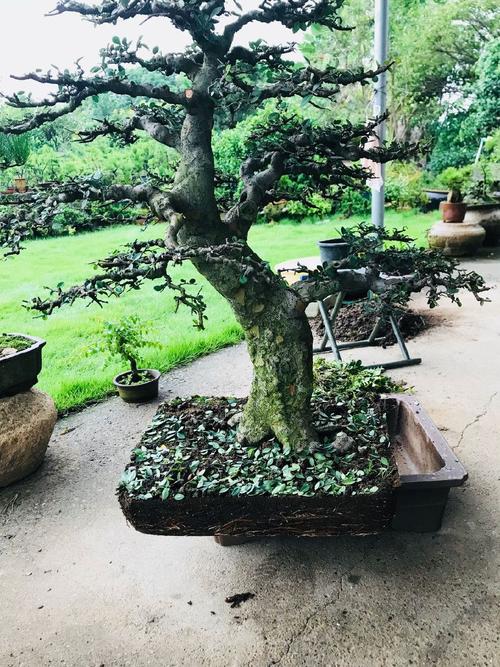 榆树盆景破杆拿弯是可以的，但是有几个关键点要注意(榆树盆景用事有几个要注意) 汽修知识