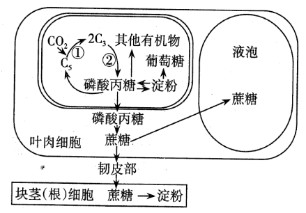 什么是光合作用的产物 学类资讯