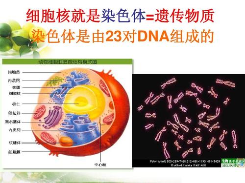 染色体存在于细胞的什么中 学类资讯