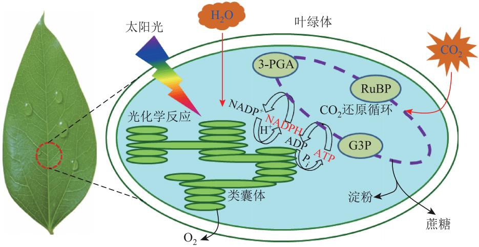 离体的叶绿体能进行光合作用吗 学类资讯