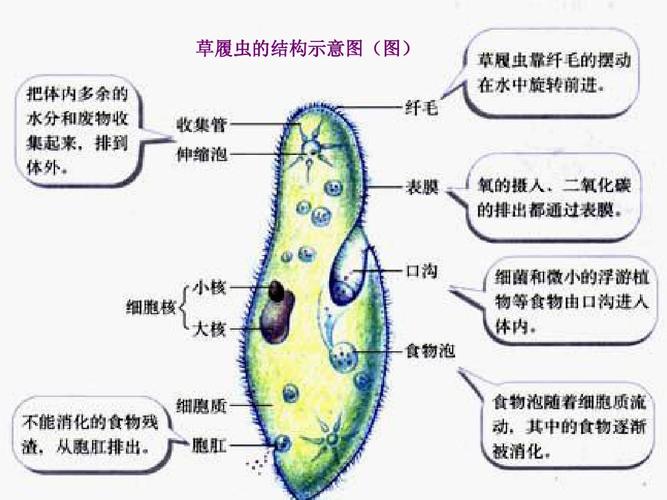 草履虫有细胞结构吗 学类资讯