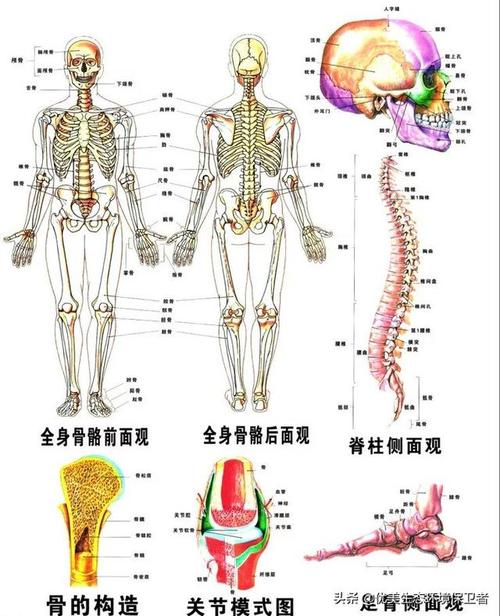 人体最坚硬的部位是哪里 学类资讯