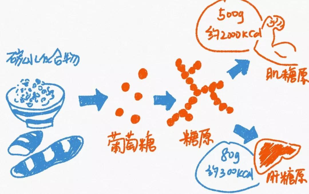 糖原的主要功能是什么 学类资讯