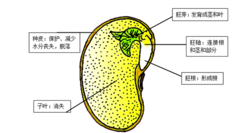 子叶是由什么发育成的 学类资讯