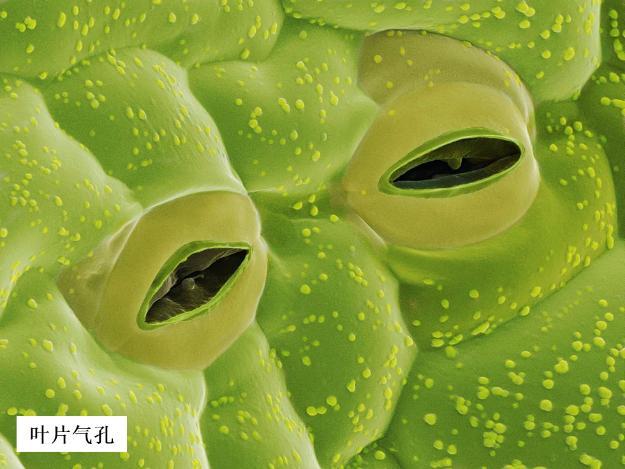 叶表皮上的气孔是细胞吗 学类资讯