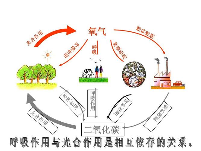 碳循环和氧循环分别指的是什么 学类资讯