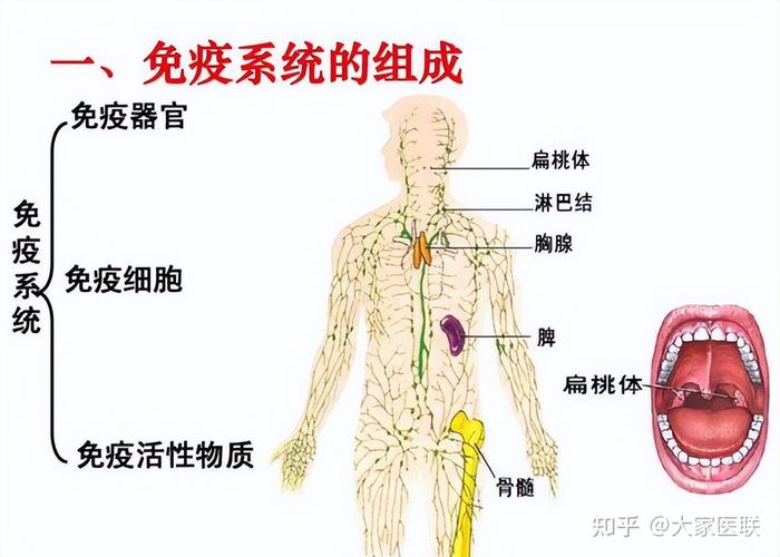 人体的三道防线是什么 学类资讯