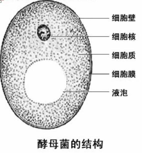 酵母菌是分解者吗 学类资讯