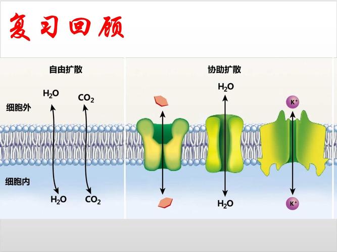 胞吐是主动运输吗 学类资讯