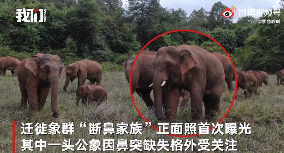 断鼻家族在昆明的六天(晋宁指挥部大象渣土监测) 汽修知识 断鼻家族在昆明的六天(晋宁指挥部大象渣土监测) 汽修知识