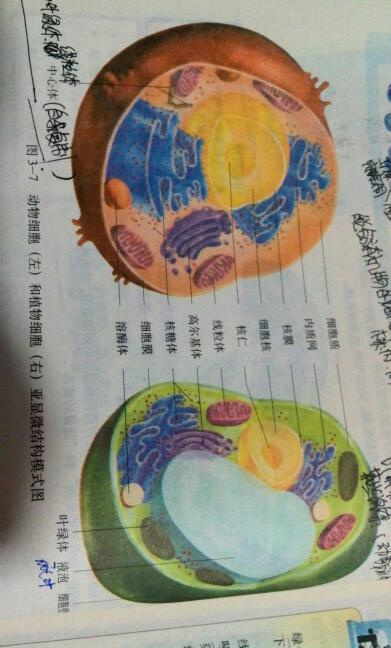 一切生物体都是由细胞构成的对吗 学类资讯