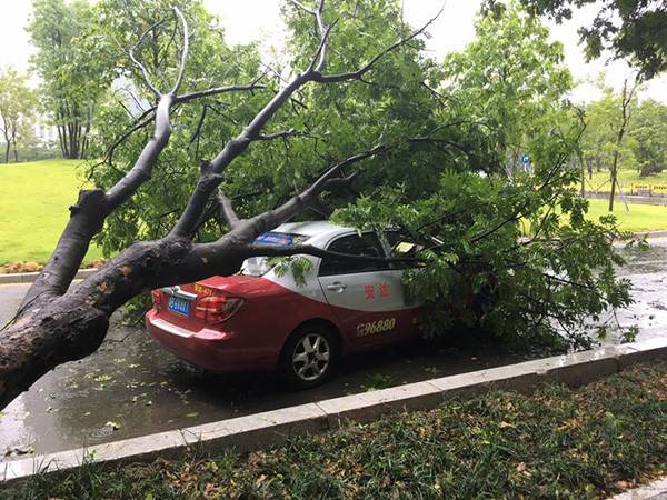 杭州男子不幸“中招”：这该找谁？(降雨保险公司树木倒伏损失) 汽修知识