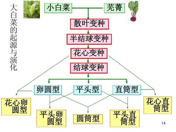 栽培和培养的区别 学类资讯