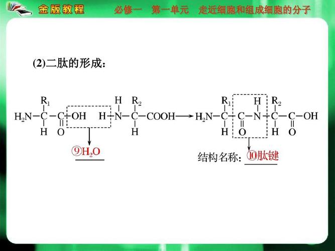 二肽的形成过程 学类资讯