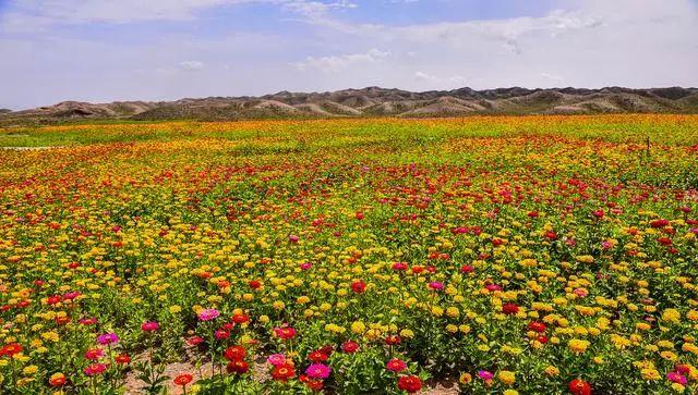 黄河石林大景区:邂逅盛世花海 放飞美丽心情(景区花海盛世放飞邂逅) 汽修知识 黄河石林大景区:邂逅盛世花海 放飞美丽心情(景区花海盛世放飞邂逅) 汽修知识