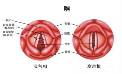 嗓子的结构由什么构成 学类资讯