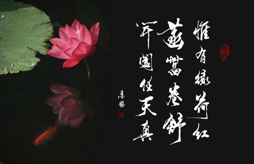 唯有绿荷红菡萏,卷舒开合任天真形容荷花什么品质 学类资讯