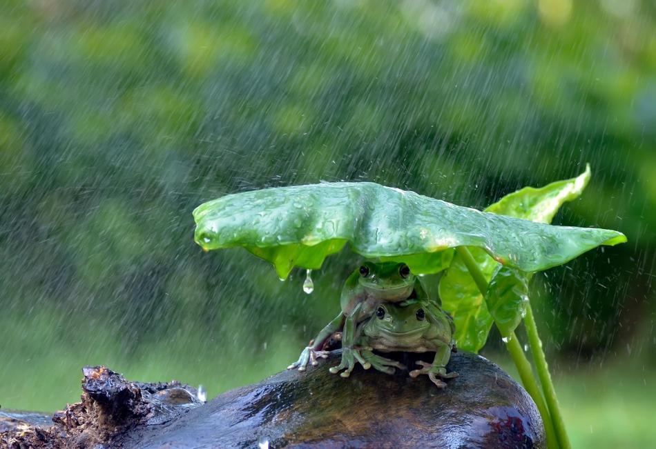 下雨时动物们有什么现象 学类资讯