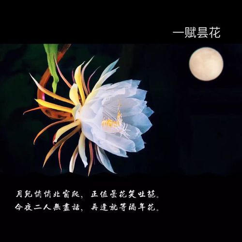 昙花一现下一句是什么 学类资讯