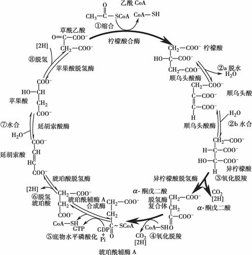 三羧酸循环在哪里进行 学类资讯