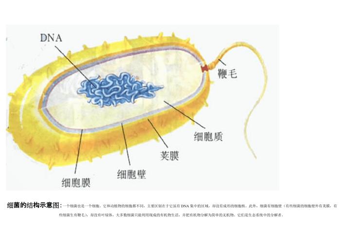 细菌由什么构成 学类资讯