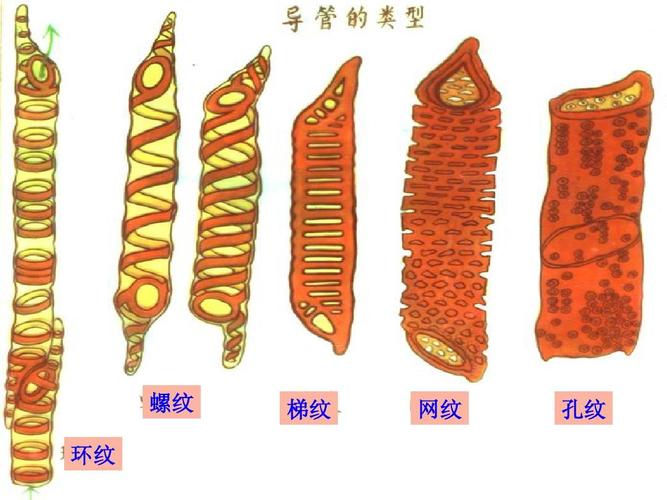 植物的导管是活细胞吗 学类资讯