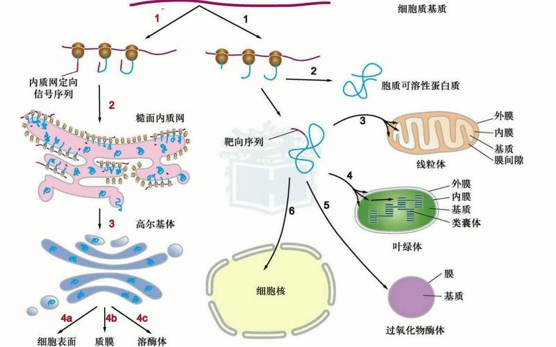 胞内蛋白需要内质网加工吗 学类资讯